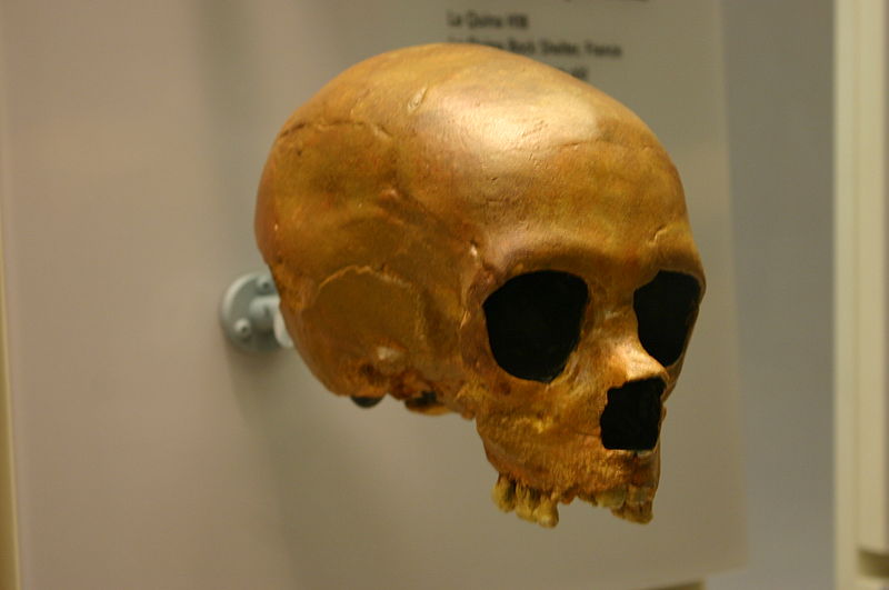 File:La Quina 18. Homo neanderthalensis child.jpg