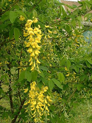 <i>Laburnum anagyroides</i> Species of plant