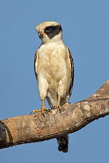 Laughing falcon species of bird