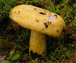 <i>Lactarius repraesentaneus</i> Species of fungus