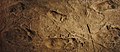 東京国立科学博物館の展示ラエトリ（英語版）の猿人足跡化石(レプリカ)