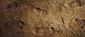 Laetoli footprints replica.jpg