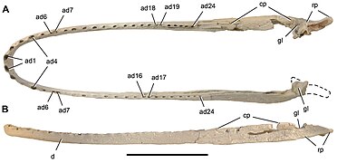 July 19: Cast of the lower jaws of the crocodyliform Laganosuchus thaumastos. Scale bar equals 20 cm.