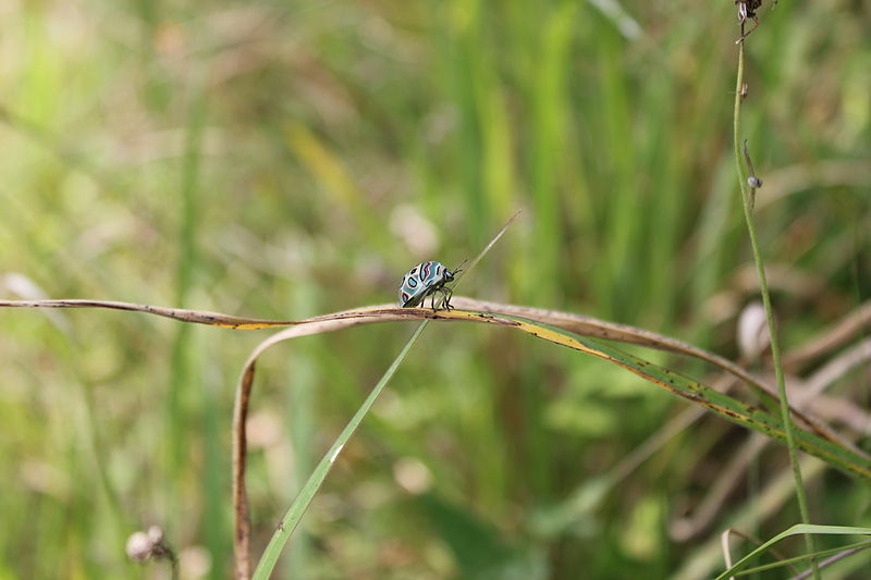 File:Laika ac Lake Mburu (6706093267).jpg