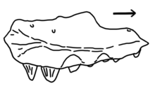 Lamarquesaurus rahang atas.png