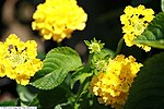 Thumbnail for File:Lantana Goldsonne 2zz.jpg