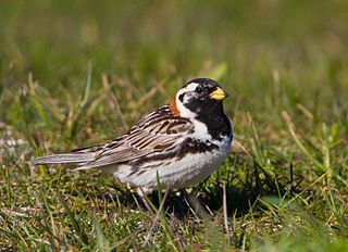 <span class="mw-page-title-main">Lapland longspur</span> Species of passerine bird in the longspur family Calcariidae