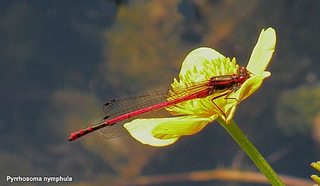 Large Red Damselfly.jpg