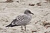 Larus californicus juvenile Morro Bay.jpg