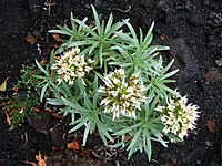 Echium brevirame