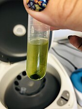 Leaf protoplasts at bottom of tube after centrifugation.jpg