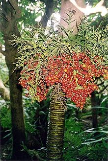 Lepidorrhachis mooreana LHI fruiting.jpg