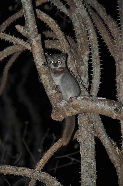 File:Lepilemur leucopus 64428753.jpg