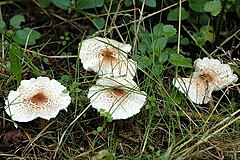 Description de l'image Lepiota spec. - Lindsey 1a.jpg.