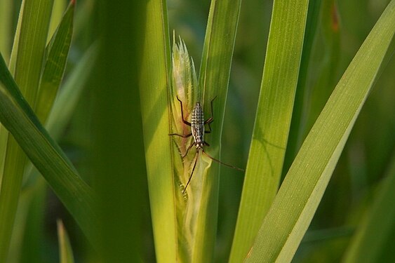 Unidentified Insect