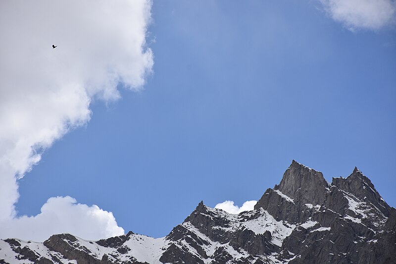 File:Liberty of Hunza Bird.jpg