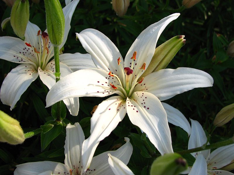 File:Lilium 'Beliye Parusa' 04.jpg