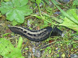 Svart snegl (Limax cinereo-niger)