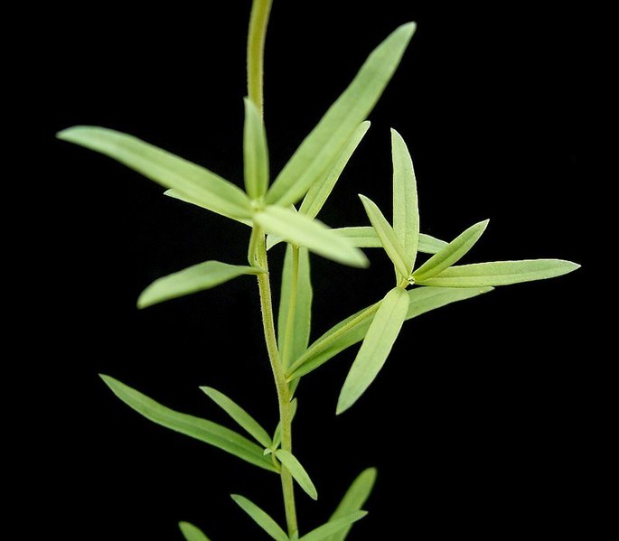 File:Linaria vulgaris 06 ies.jpg