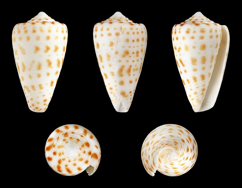 File:Perfect cone shape shell.jpg - Wikipedia