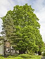* Nomination Natural monument "Lime tree at Bughof" in Bamberg --Plozessor 04:34, 21 March 2024 (UTC) * Promotion Good quality --Michielverbeek 05:27, 21 March 2024 (UTC)