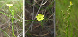 <i>Linum medium</i> Species of flowering plant