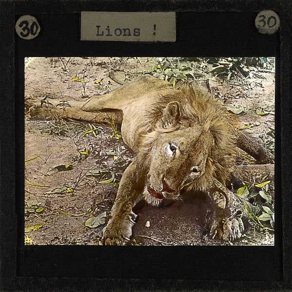 File:Lion, Lubwa, Zambia, ca.1905-ca.1940 (imp-cswc-GB-237-CSWC47-LS6-030).jpg