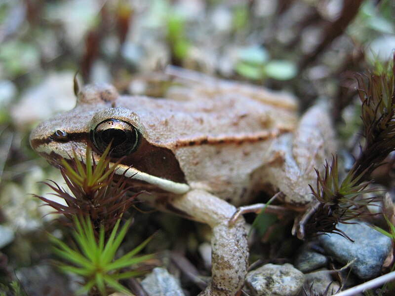 File:Lithobates sylvaticus (wood frog).jpg