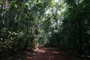 Lockerbie Scrub, Cape York, Avustralya.