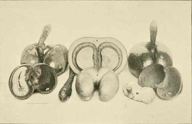 Photographie noir et blanc de plusieurs modèles de fruits de Coco de mer entiers et en coupe transversale.