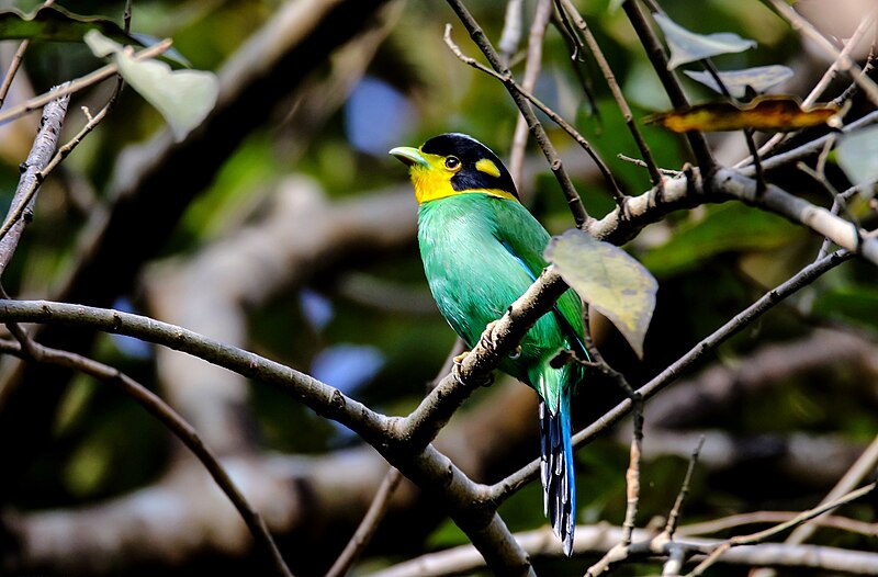 File:Long-tailed broadbill in Nepal by Krishna (106).jpg