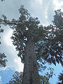 The Big Senator cypress, in Big Tree Park, in Longwood, Florida