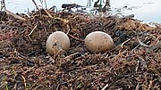 Thumbnail for File:Loon Eggs in Finlayson, MN.jpg