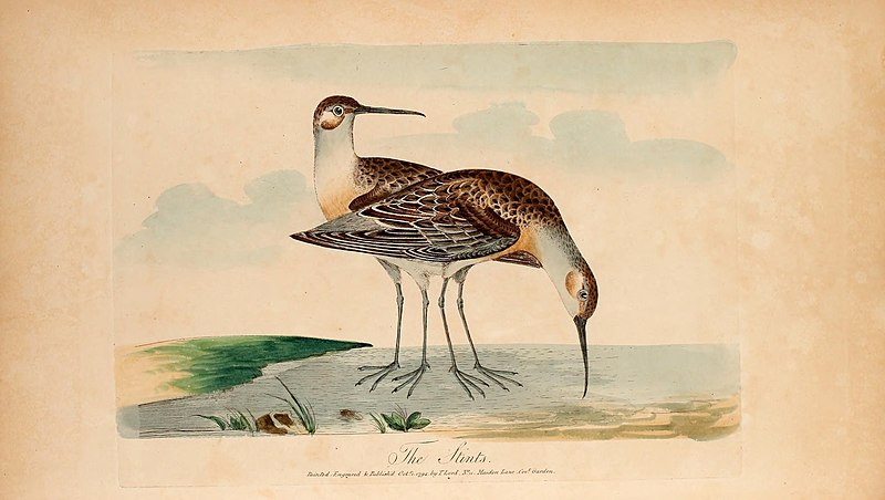 File:Lord's Entire new system of ornithology, or, Oecumenical history of British birds (Pl. LXXXVII) (21864189246).jpg