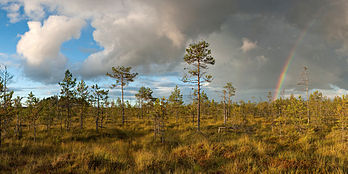 Brejo de Luhasoo, Rõuge, Estônia. (definição 1 280 × 640)