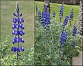 Lupinus pilosus, Tel Aviv University