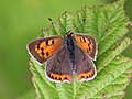 Lycaena phlaeas (Linnaeus, 1761)