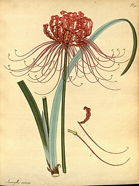 Lycoris radiata, Charles Andrewsin kasvitieteellinen kuvitus