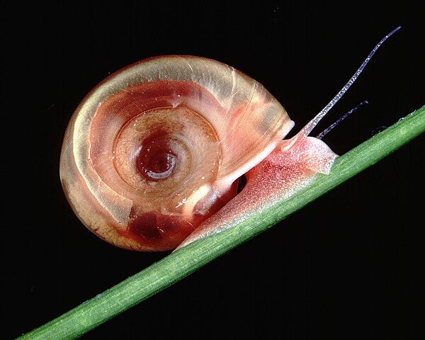 Albino planorbid clearly shows the reddish-colored body tissues due to the pigment hemoglobin