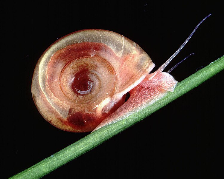 File:Lymnea-snail.JPG
