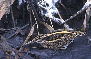 Jack snipe Species of bird