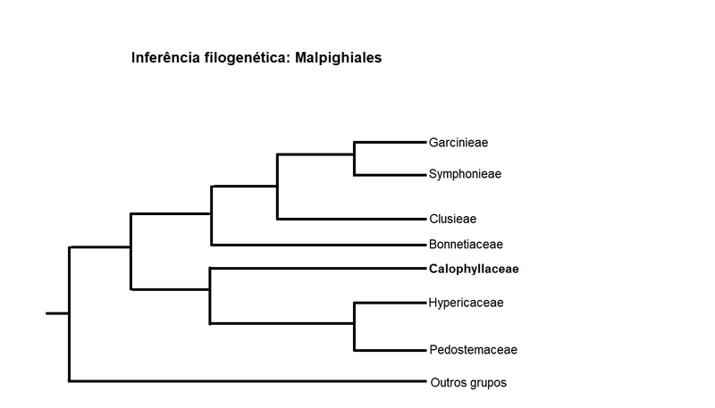 File:MALPHIGIALES.png