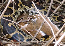 Swallowing a chital in Mudumalai National Park MNP Python at Moyer.jpg