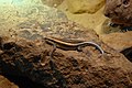 English: Rainbow mabuya (Trachylepis margaritifera) in Prague Zoo Čeština: Mabuja perleťová (Trachylepis margaritifera) v Zoo Praha