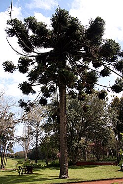 Madeira, Palheiro Gardens - Araucaria angustifolia (brasiliana) IMG 2270.JPG