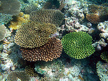 Coralli ramificati del reef di Madoogali testimoniano una ripresa significativa dopo lo sbiancamento dei coralli del 1998.