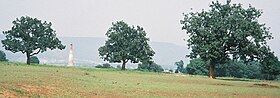 Mahuwa trees in Chhattisgarh.jpg