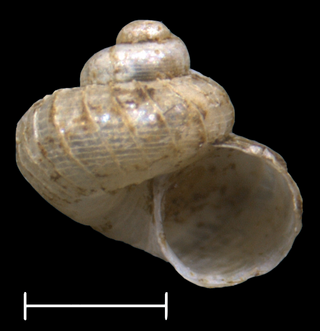 <i>Maizaniella sapoensis</i> Species of gastropod