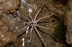 Male, demonstrating the ability to walk on water Male Nursery Web Spider.jpg