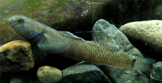 <span class="mw-page-title-main">Bluegill bully</span> Species of fish